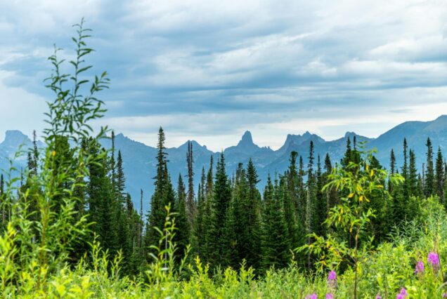 Breathtaking view of lush forests and mountains in Yermakovsky, Russia during summer.